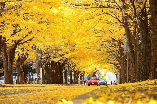 Tour - du - lịch - Nagoya - Shirakawa -go - Takayama - Fuji - Tokyo - 6 - ngày - 5 - đêm