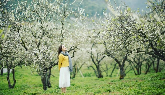 TOUR - DU - LỊCH - TÂY - BẮC - MỘC - CHÂU - 2 - NGÀY - 1 - ĐÊM